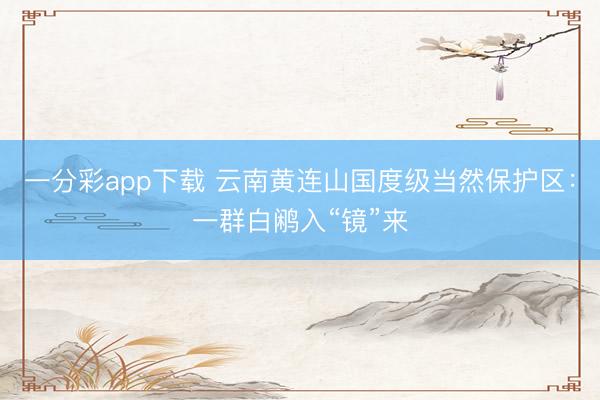 一分彩app下载 云南黄连山国度级当然保护区：一群白鹇入“镜”来